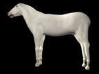 Half-a-Horse